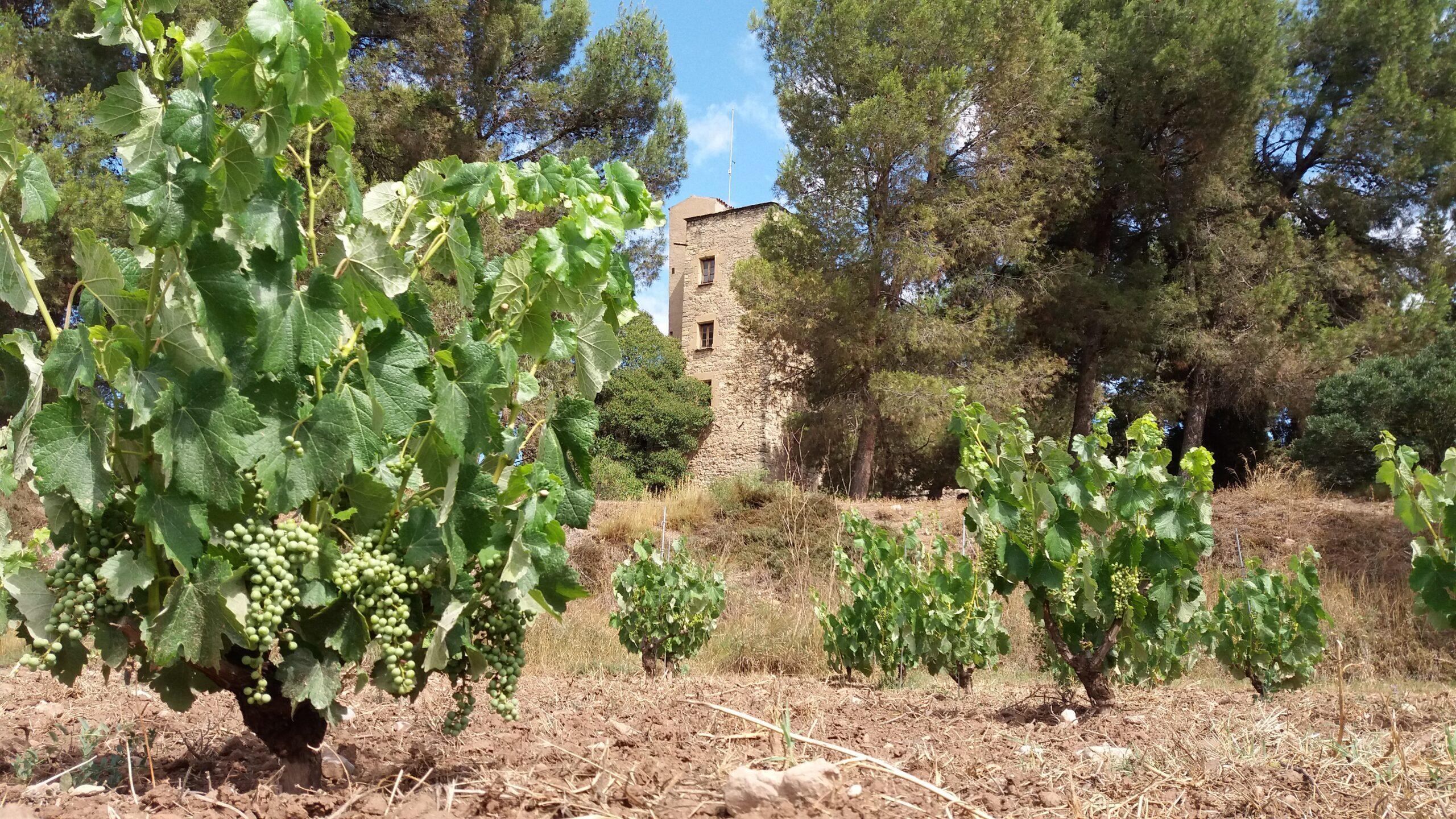 Casa de la Culla