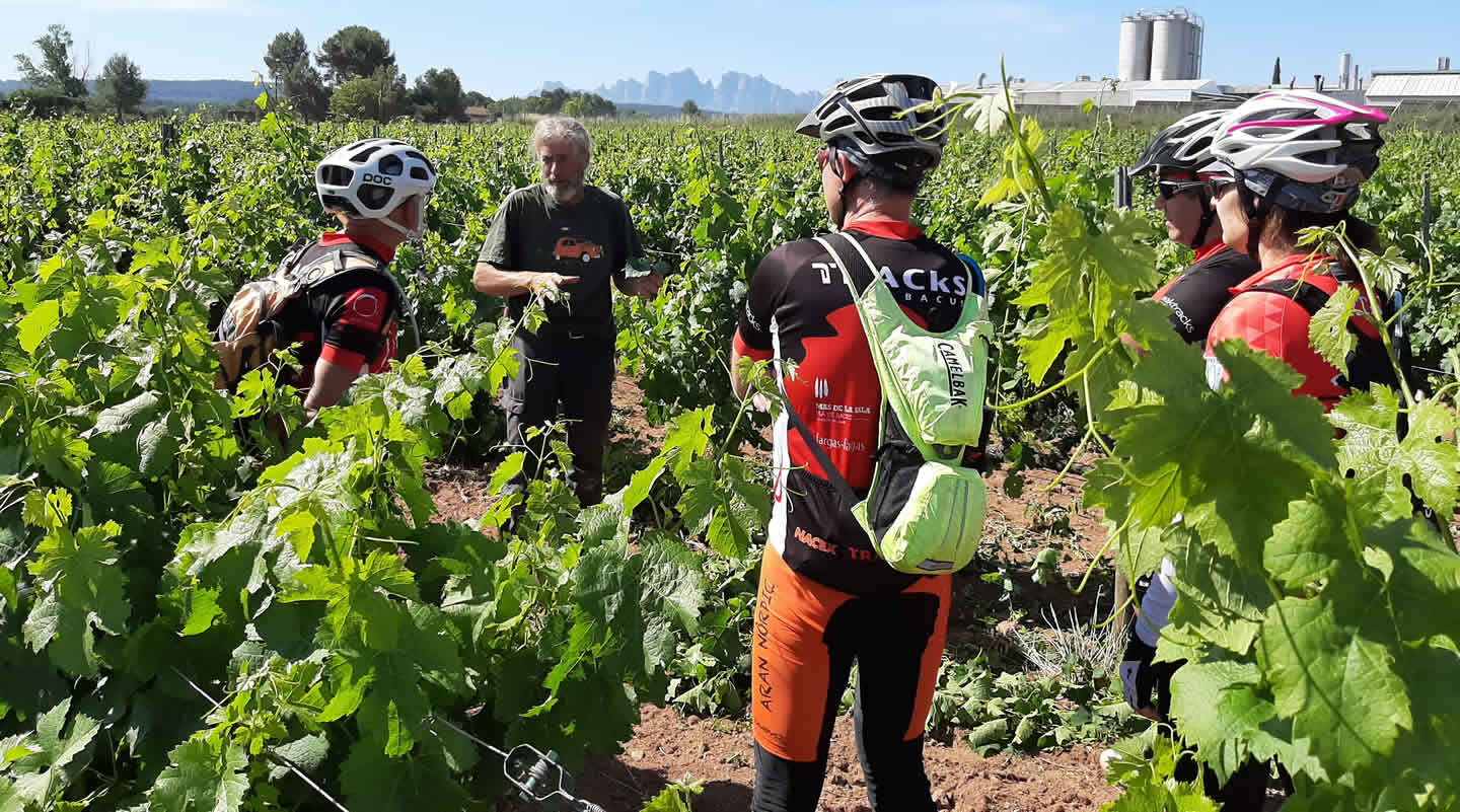 Rutas con bicicleta entre viñedos y bodegas
